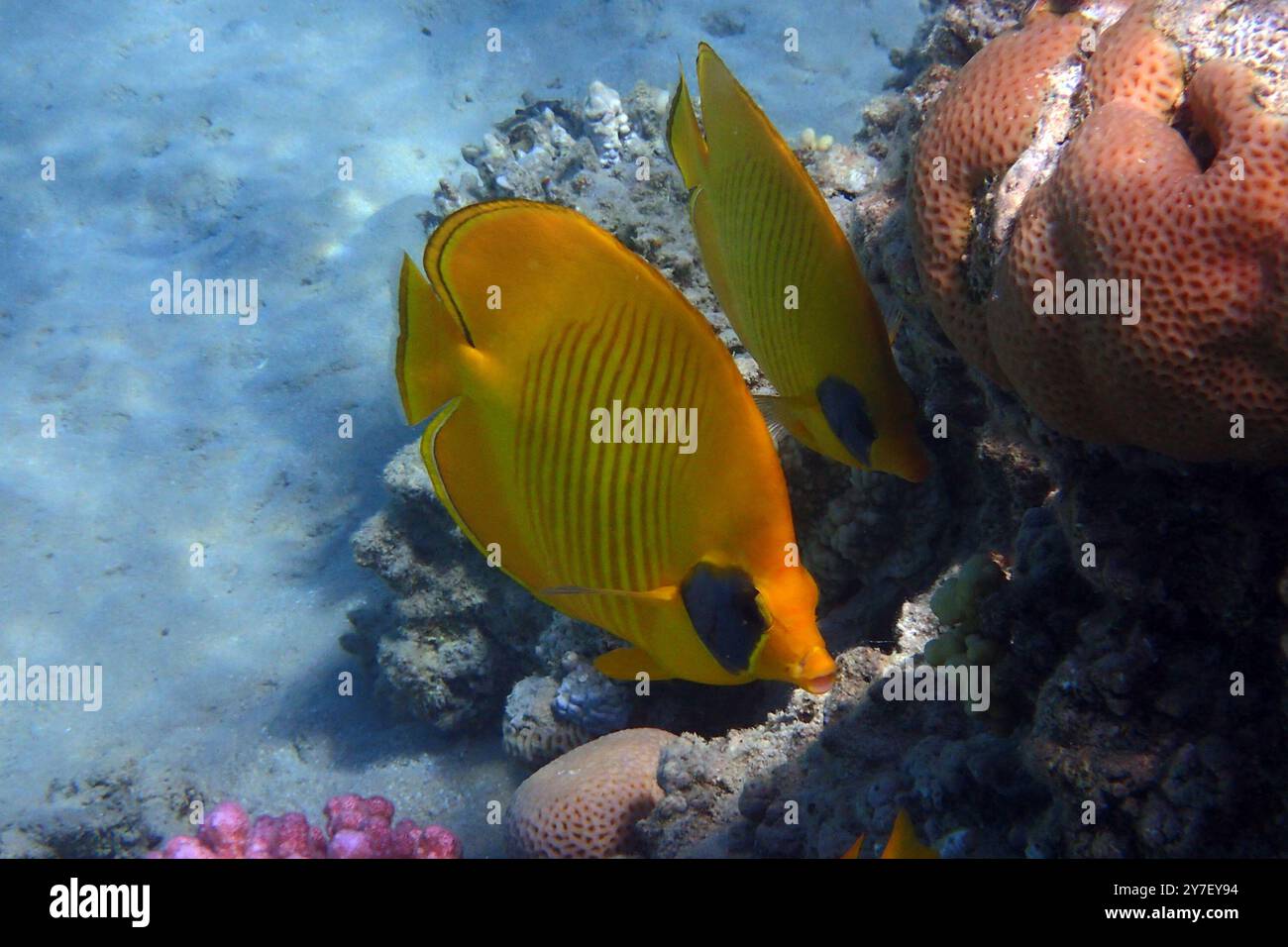 Bluecheek Butterflyfish, Chaetodon semilarvatus aus dem Roten Meer Stockfoto