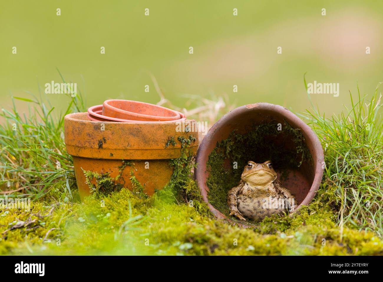 Kröte Bufo bufo, Erwachsener sitzt im Blumentopf, Suffolk, England, September Stockfoto