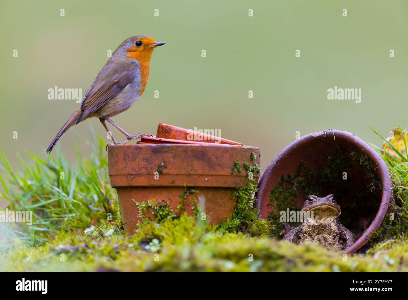 Europäischer robin Erithacus rubecula, Erwachsener auf Blumentöpfen mit gemeiner Kröte Bufo bufo, Erwachsener, Suffolk, England, September Stockfoto