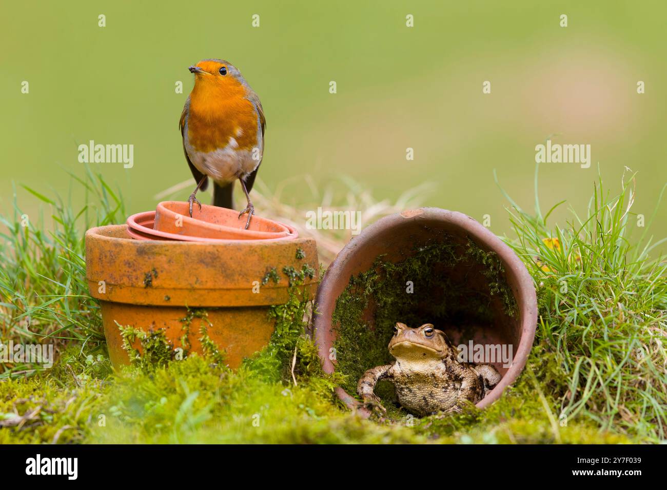 Europäischer robin Erithacus rubecula, Erwachsener auf Blumentöpfen mit gemeiner Kröte Bufo bufo, Erwachsener, Suffolk, England, September Stockfoto