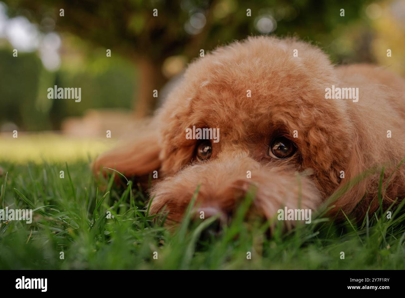 Trauriger Maltipoo-Hund, der auf Gras im Park liegt, lustiges braunes Hundeporträt, trauriger Hund, Ein Hybrid zwischen dem maltesischen Hund und Minipudel Stockfoto