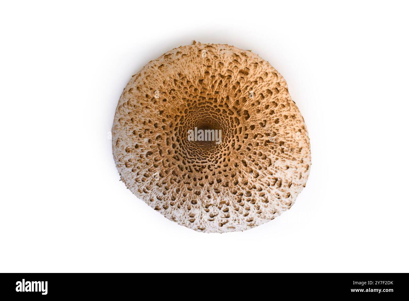 Blick von oben auf den Parasol Pilhroom auf weißem Hintergrund Stockfoto