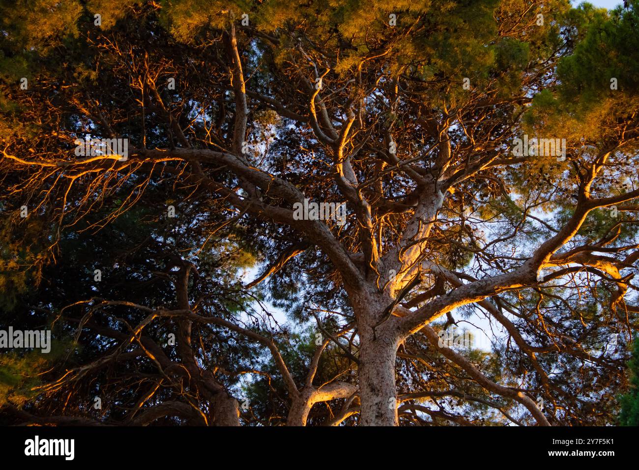 Extrem belaubter Baum mit vielen Ästen und Blättern, die Sonne scheint durch den unteren Teil, markiert und beleuchtet Stockfoto
