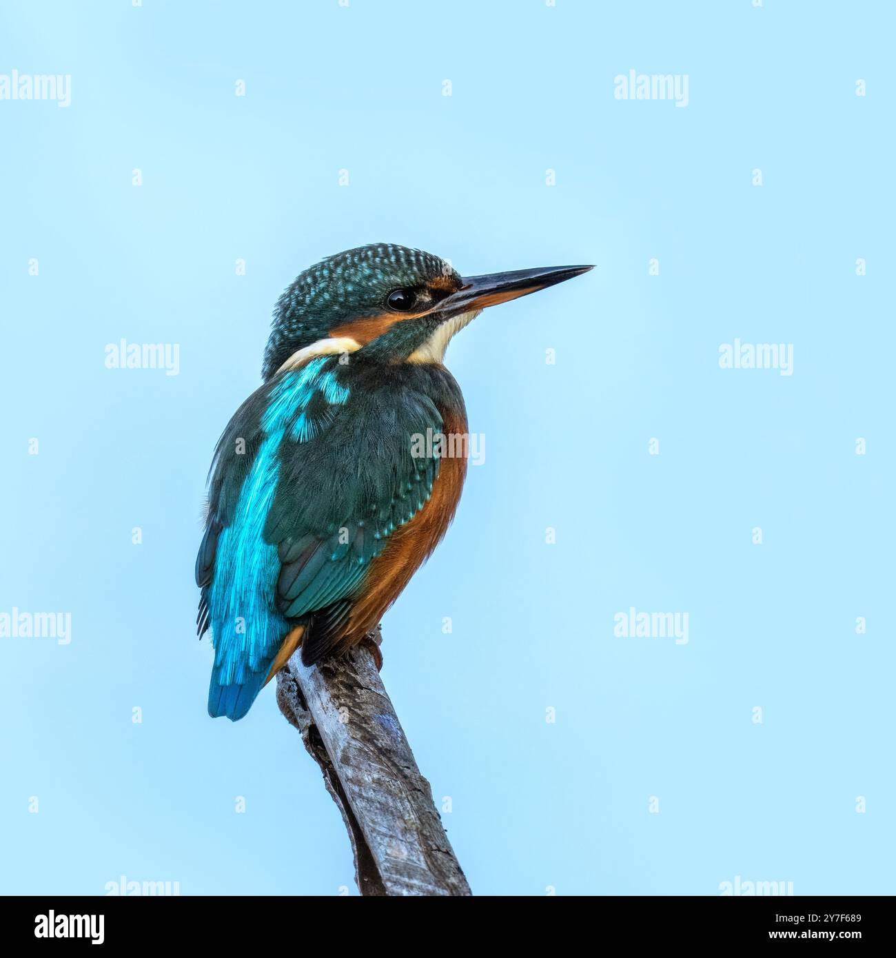 Kingfisher, Alcedo Atthis, Wiltshire, England Stockfoto