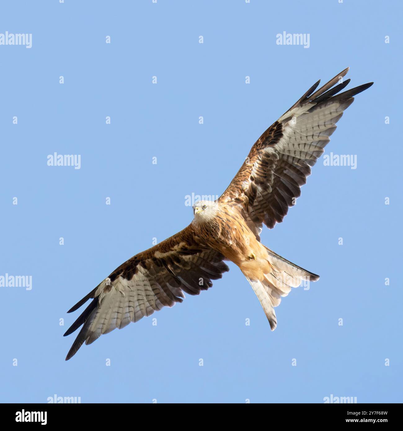 Red Kite, Milvus Milvus, Wiltshire, England Stockfoto