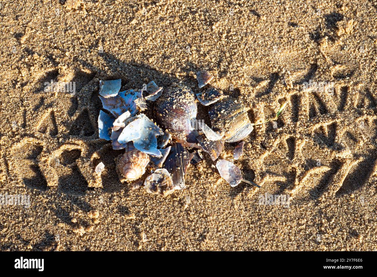 Gebrochene Schalen auf Sand Stockfoto