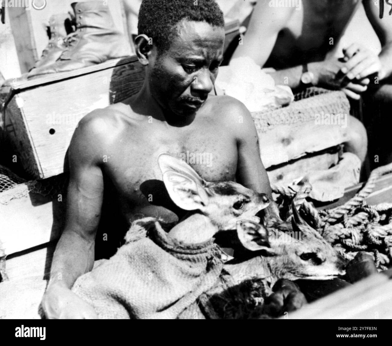 Operation 'Arche', Kariba Lake, Simbabwe. Februar 1959. Zwei junge Mitglieder der Antilopenfamilie sind sicher in den Armen eines Africantrackers, alle Tiere werden auf dem "Festland" freigelassen. Die Rettungsaktion dauerte vier Jahre und war notwendig, als der Kariba-Damm gebaut wurde. Stockfoto