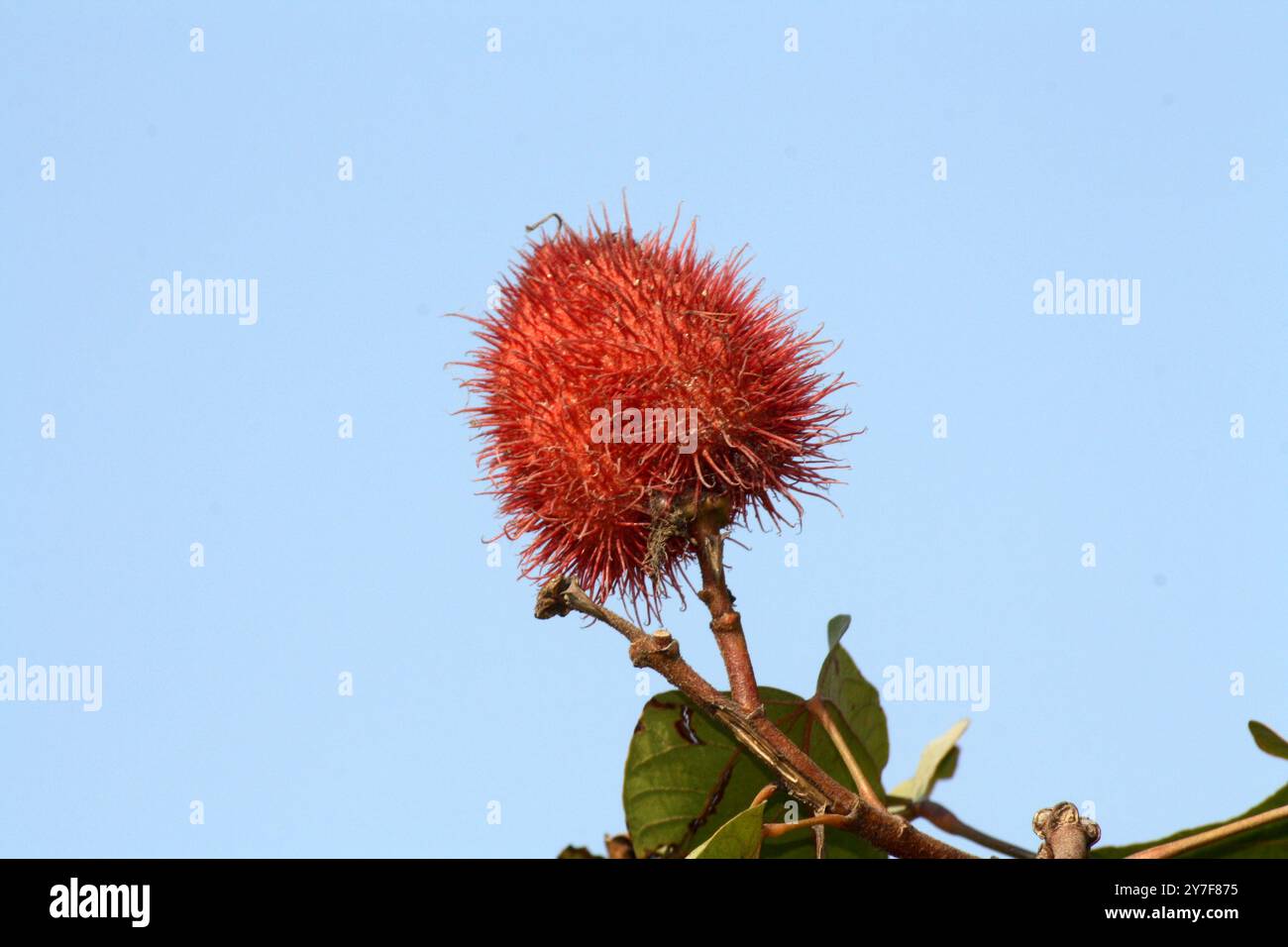 Achiote (Bixa orellana) stachelig aussehende rotbraune Samenkapseln an der Spitze des Zweiges. Stockfoto