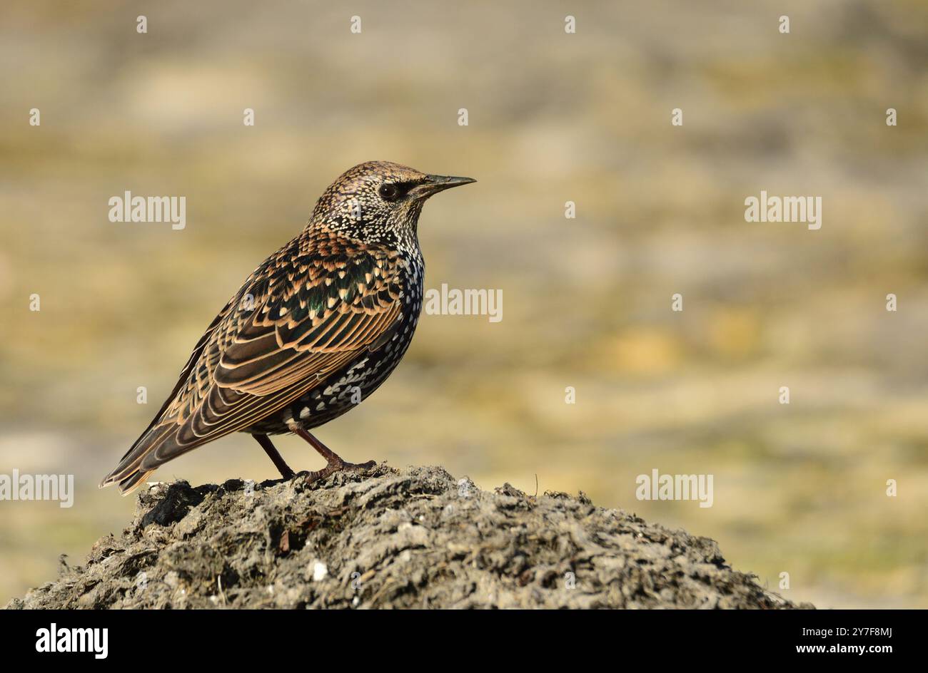 Starling posiert auf trockenem Schlamm Stockfoto
