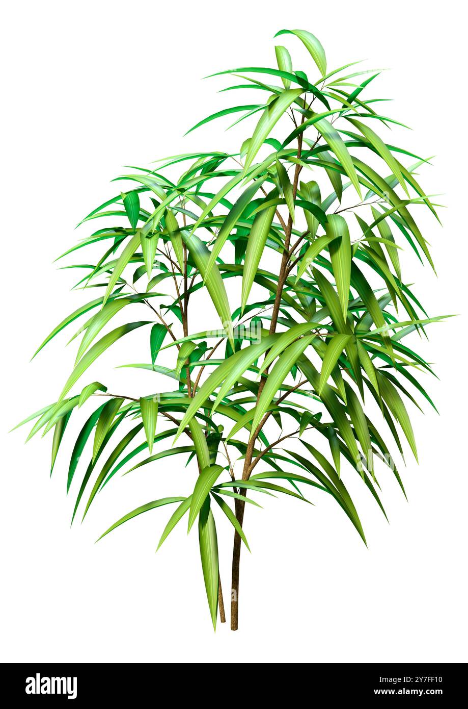 3D-Rendering eines Ficus alii oder Ficus maclellandii oder Bananenblattfeige isoliert auf weißem Hintergrund Stockfoto