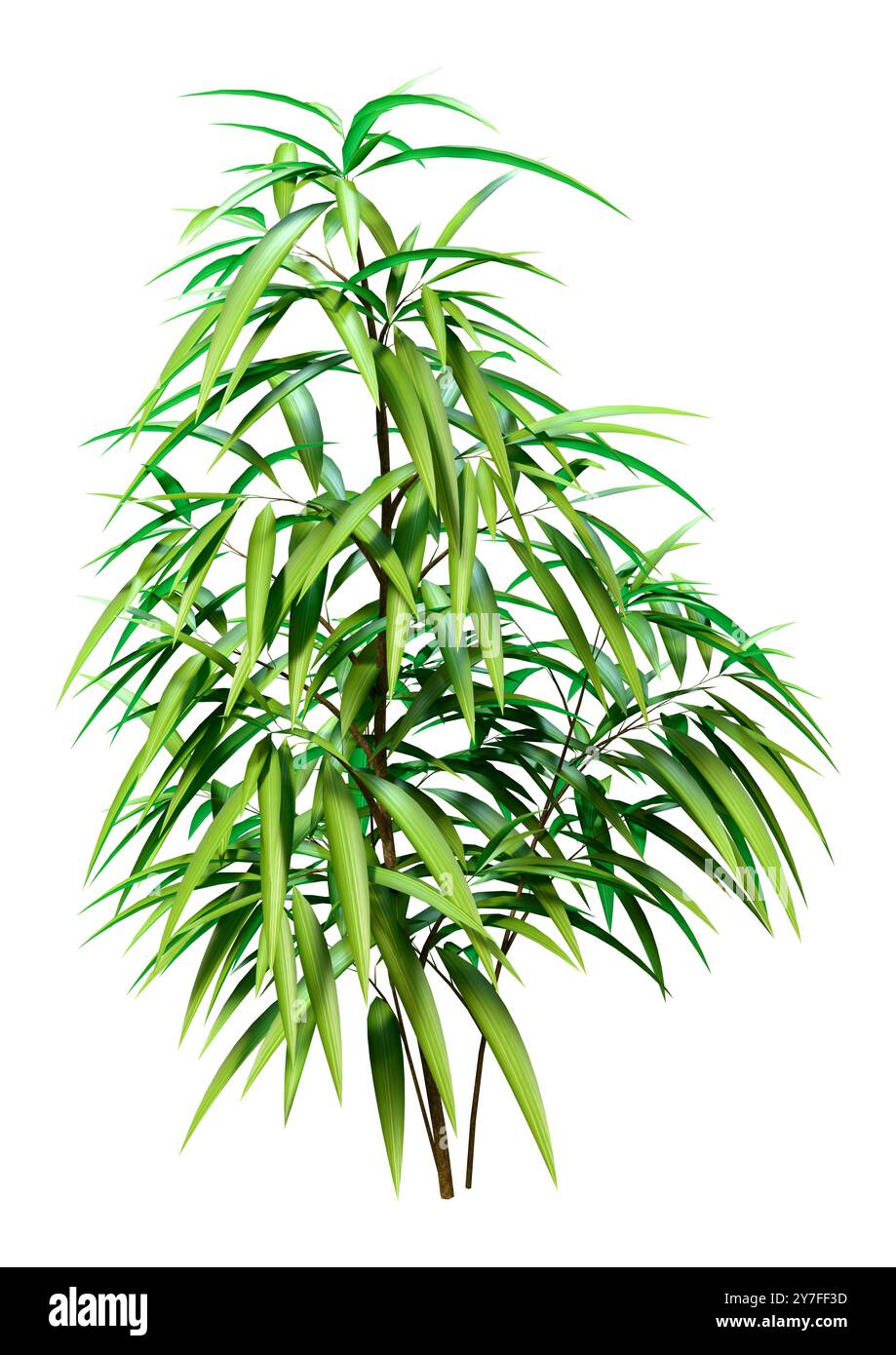 3D-Rendering eines Ficus alii oder Ficus maclellandii oder Bananenblattfeige isoliert auf weißem Hintergrund Stockfoto