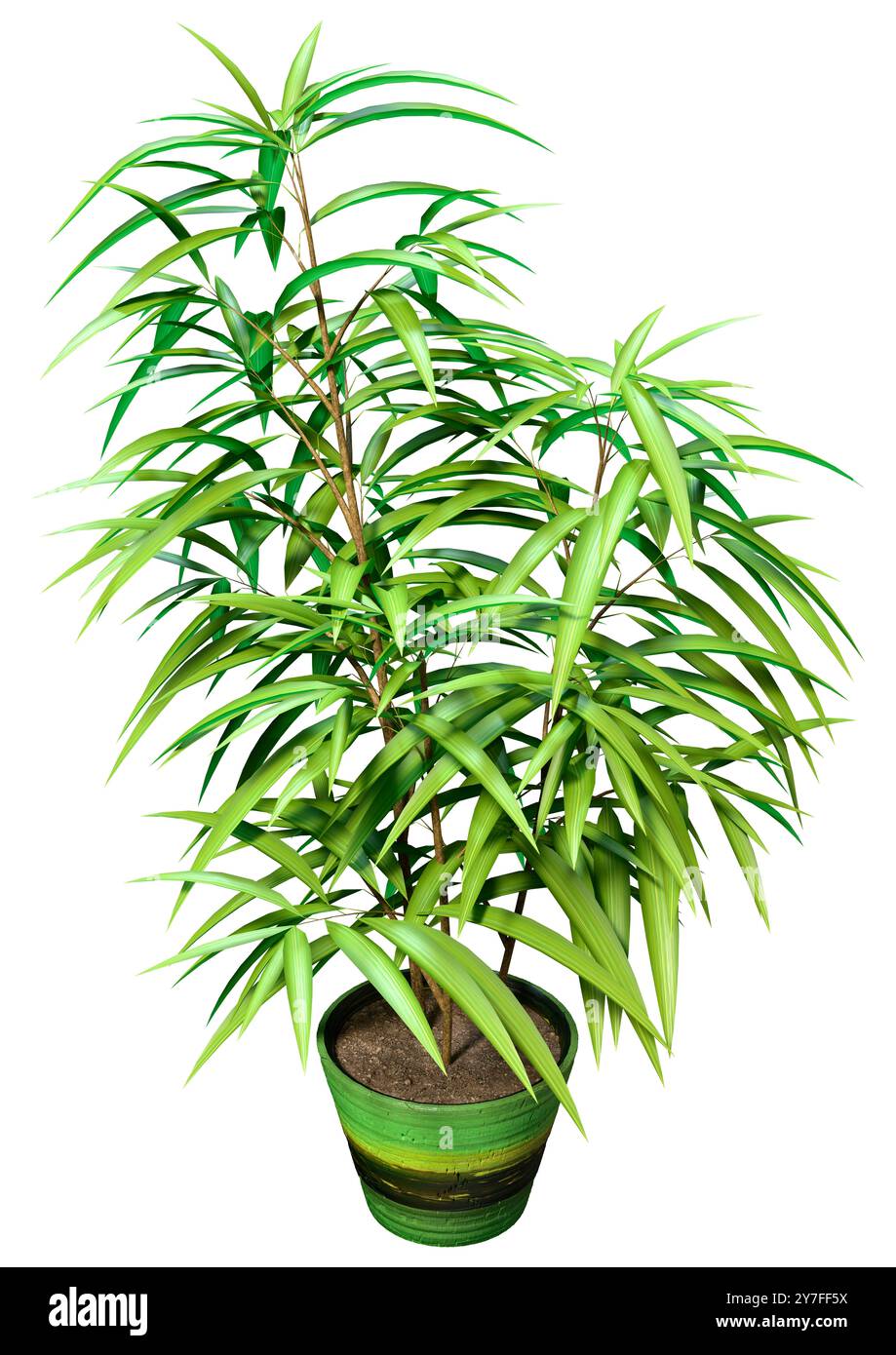 3D-Rendering eines Ficus alii oder Ficus maclellandii oder Bananenblattfeige isoliert auf weißem Hintergrund Stockfoto