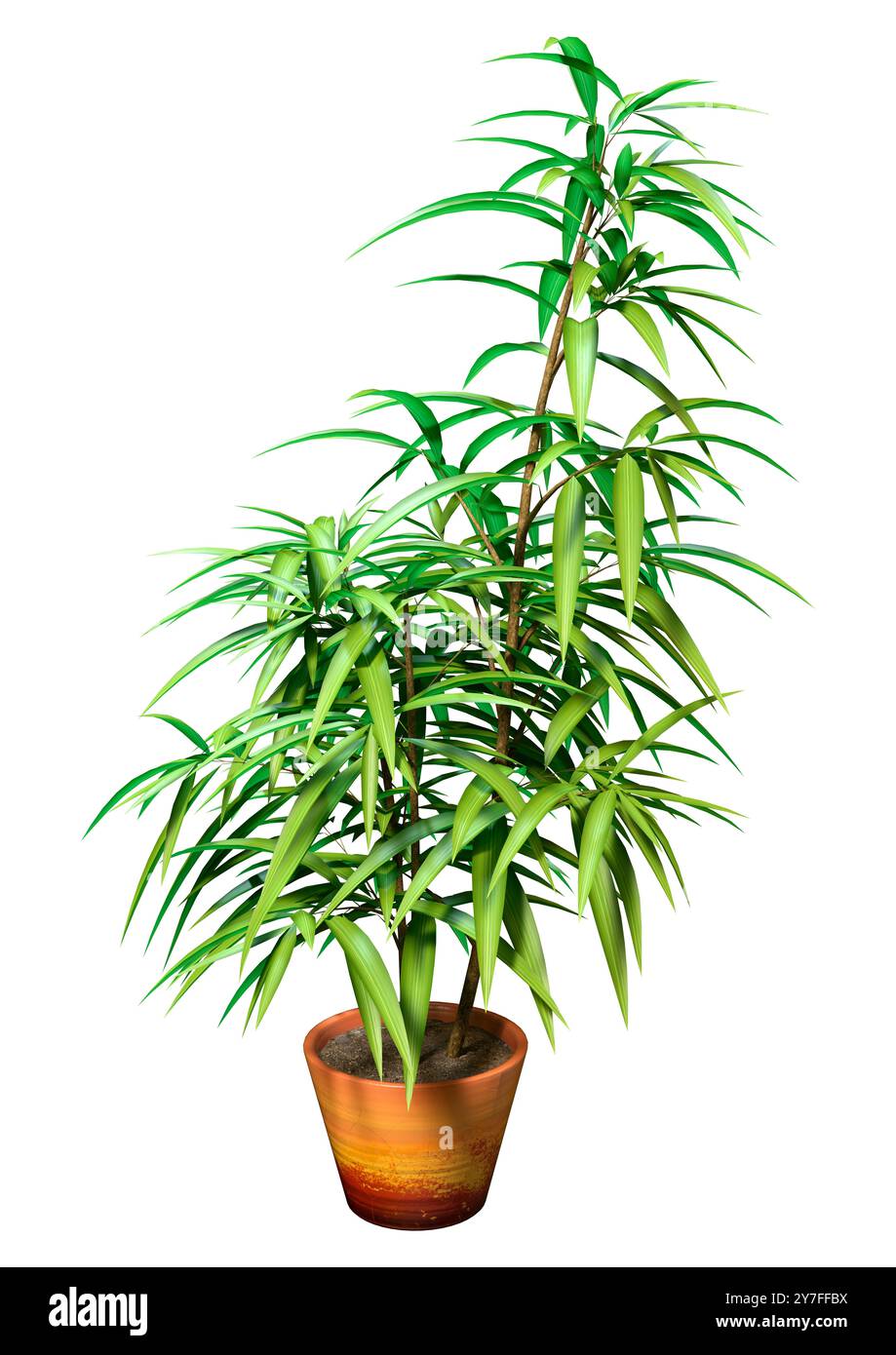 3D-Rendering eines Ficus alii oder Ficus maclellandii oder Bananenblattfeige isoliert auf weißem Hintergrund Stockfoto