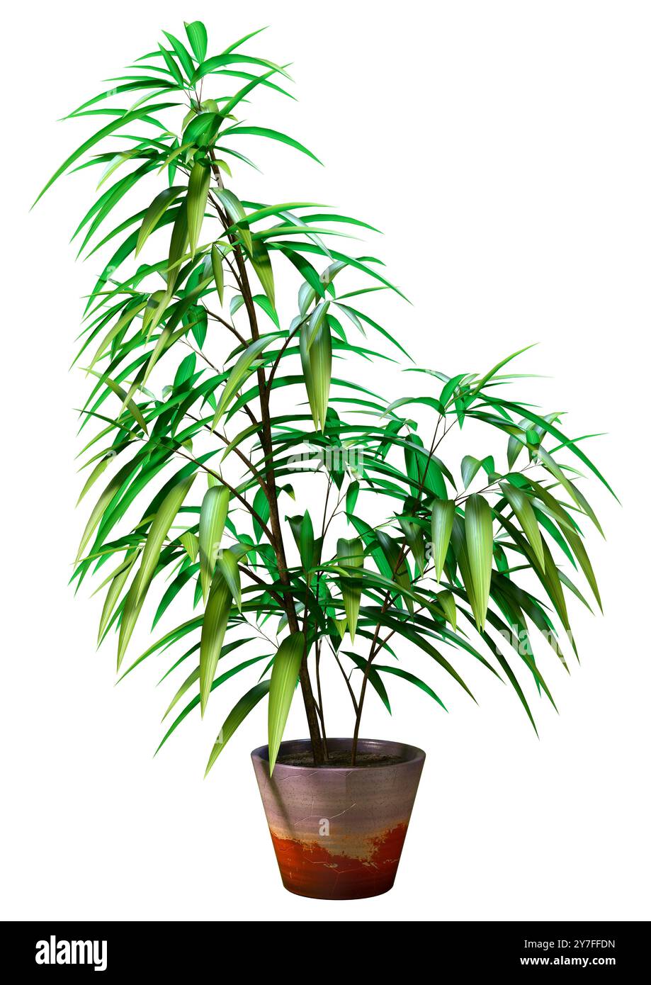 3D-Rendering eines Ficus alii oder Ficus maclellandii oder Bananenblattfeige isoliert auf weißem Hintergrund Stockfoto