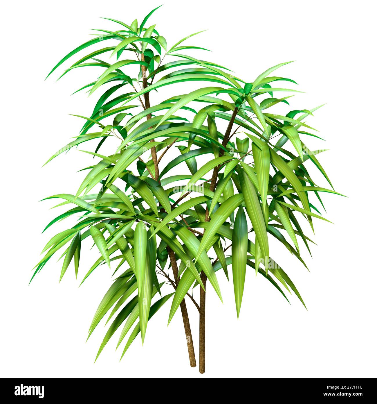 3D-Rendering eines Ficus alii oder Ficus maclellandii oder Bananenblattfeige isoliert auf weißem Hintergrund Stockfoto