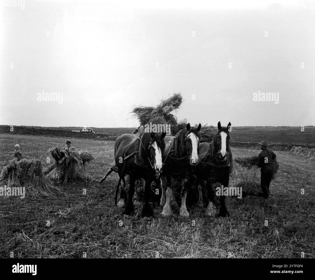 Schottische Inseln, Orkney, allgemeine Ansichten, Einheimische. Heuerzeugung Stockfoto