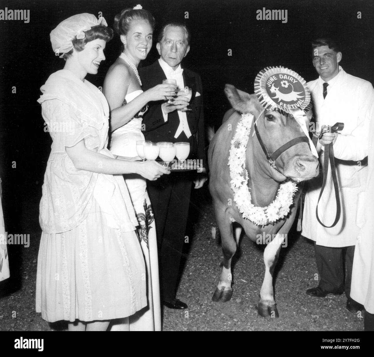 Kein Tor, das Tor wurde geöffnet, um Jessica, eine Champion-Guernsey-Kuh, auf das Gelände von Sutton Place, Guilford, Surrey, für die Einweihung des neuen Hauses des reichsten Mannes der Welt, Paul Getty, zu lassen. Juli 1960 Stockfoto