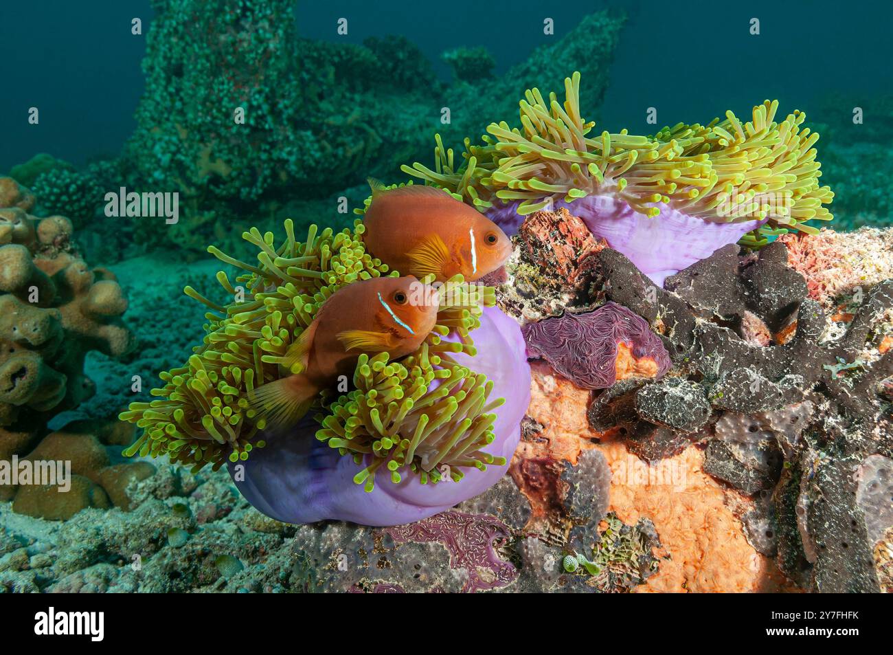 Ein farbenfrohes Paar maledivischer Anemonen schmiegt sich zwischen ihrer Wirtsanemone Stockfoto