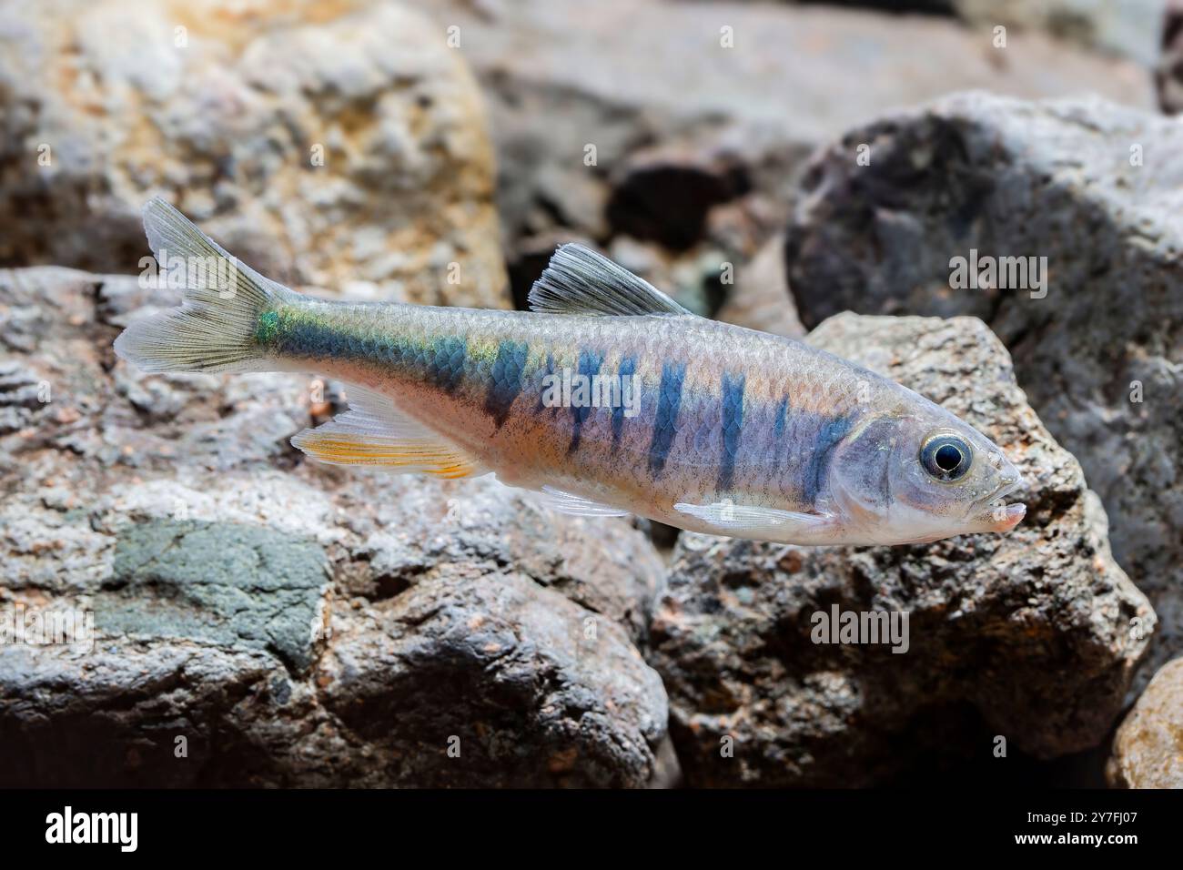 (240930) -- HUIDONG, Sept. 30, 2024 (Xinhua) -- dieses Foto vom September 2024 zeigt Opsariichthys rubriventris, eine neue cyprinidische Fischart, in Huidong County der Stadt Huizhou, südchinesischer Provinz Guangdong. Chinesische Forscher haben in Huizhou in der südchinesischen Provinz Guangdong eine neue Cyprinidenfischart entdeckt, Opsariichthys rubriventris. „Neue Fischarten in Südchina“ (Foto: Chen Haojun/Xinhua) Stockfoto