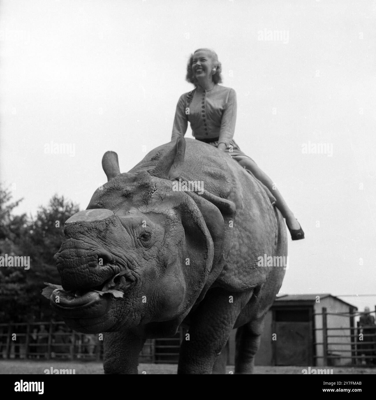 Michaela Denis reitet auf einem Nashorn im Whipsnade Zoo. Sie und ihr Ehemann Armande Denis waren in den 1950er und 1960er Jahren mit ihren Serien wie Filmen Wild Animals, Filmen in Afrika und On Safari sehr beliebt. Stockfoto
