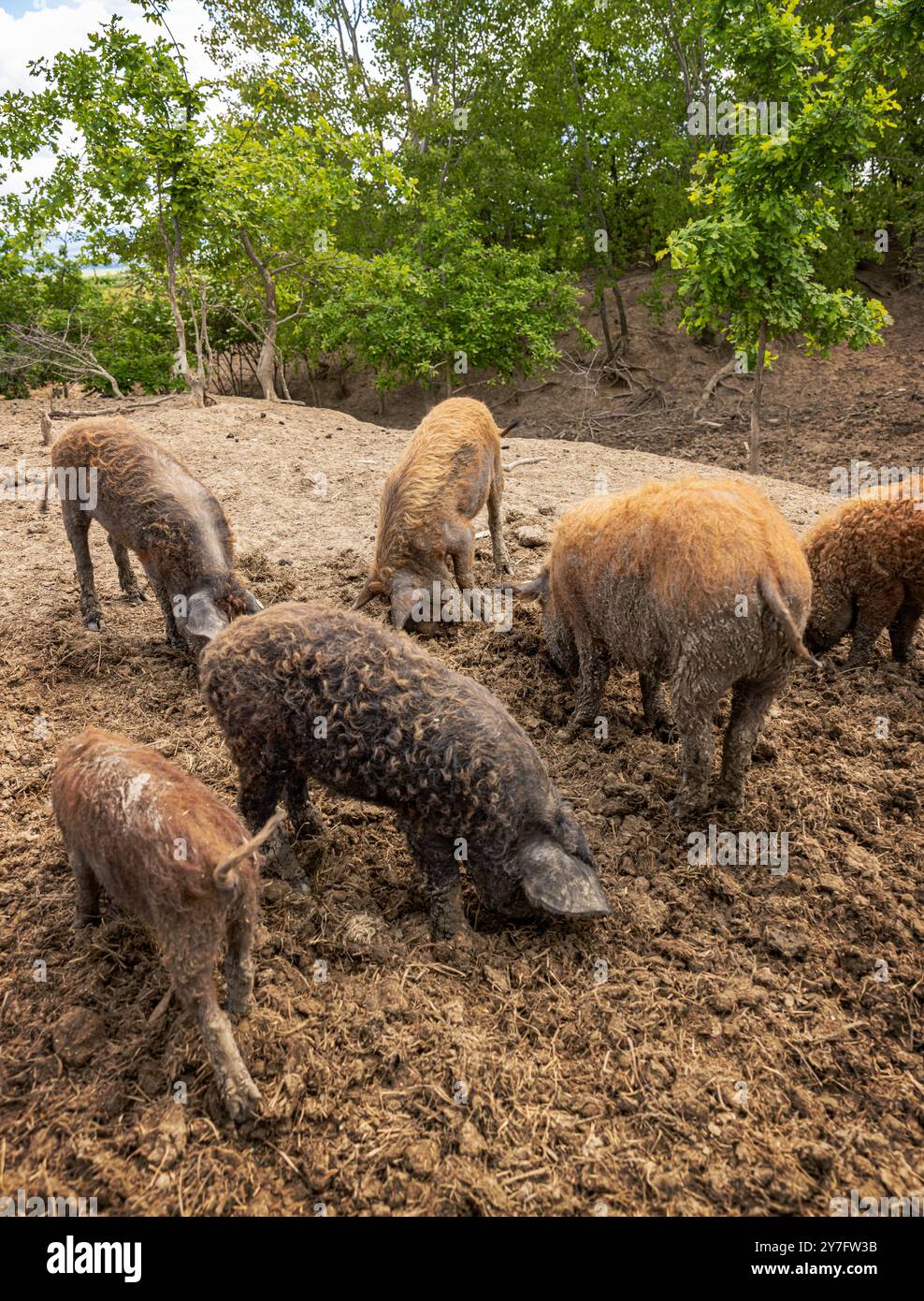 Herde von Mangalica-Schweinen, die sich auf einem Bauernhof im Schlamm ernähren Stockfoto