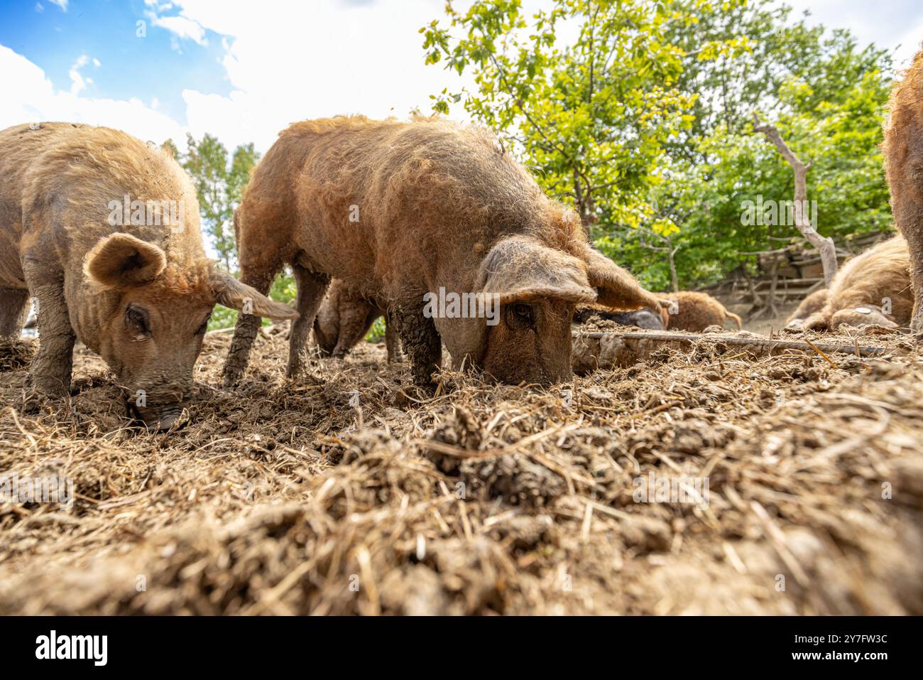 Mangalica-Schweine, die im Betrieb Futtersuche machen Stockfoto