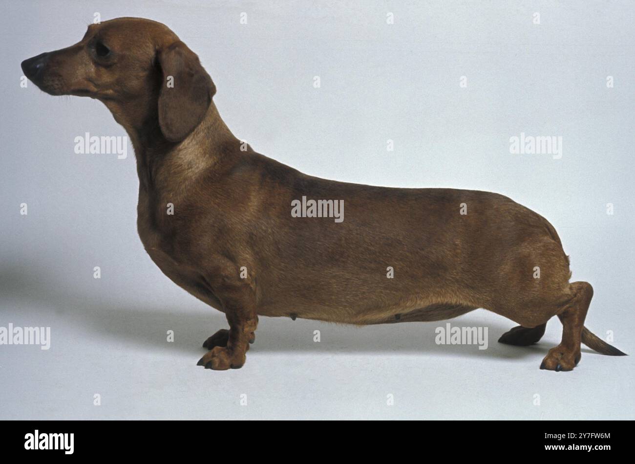 Standard-Dachshund mit glattem Haar Stockfoto