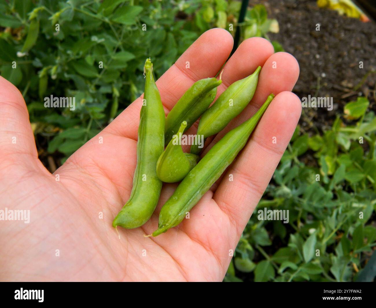 Die Hand Hält Frische Gartenzuckererbsen Stockfoto