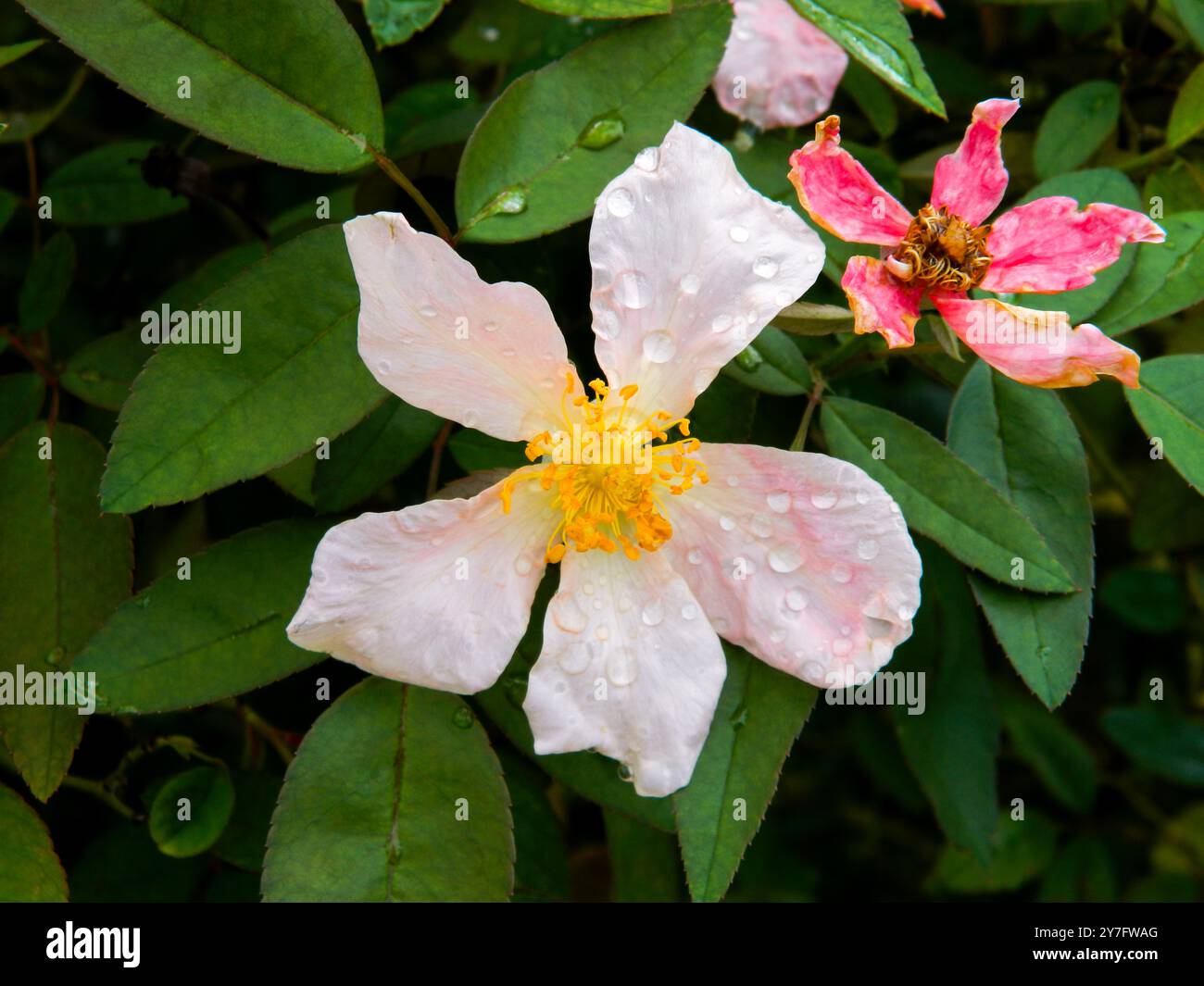 Taufrosa und gelbe Frühlingsblüte Stockfoto