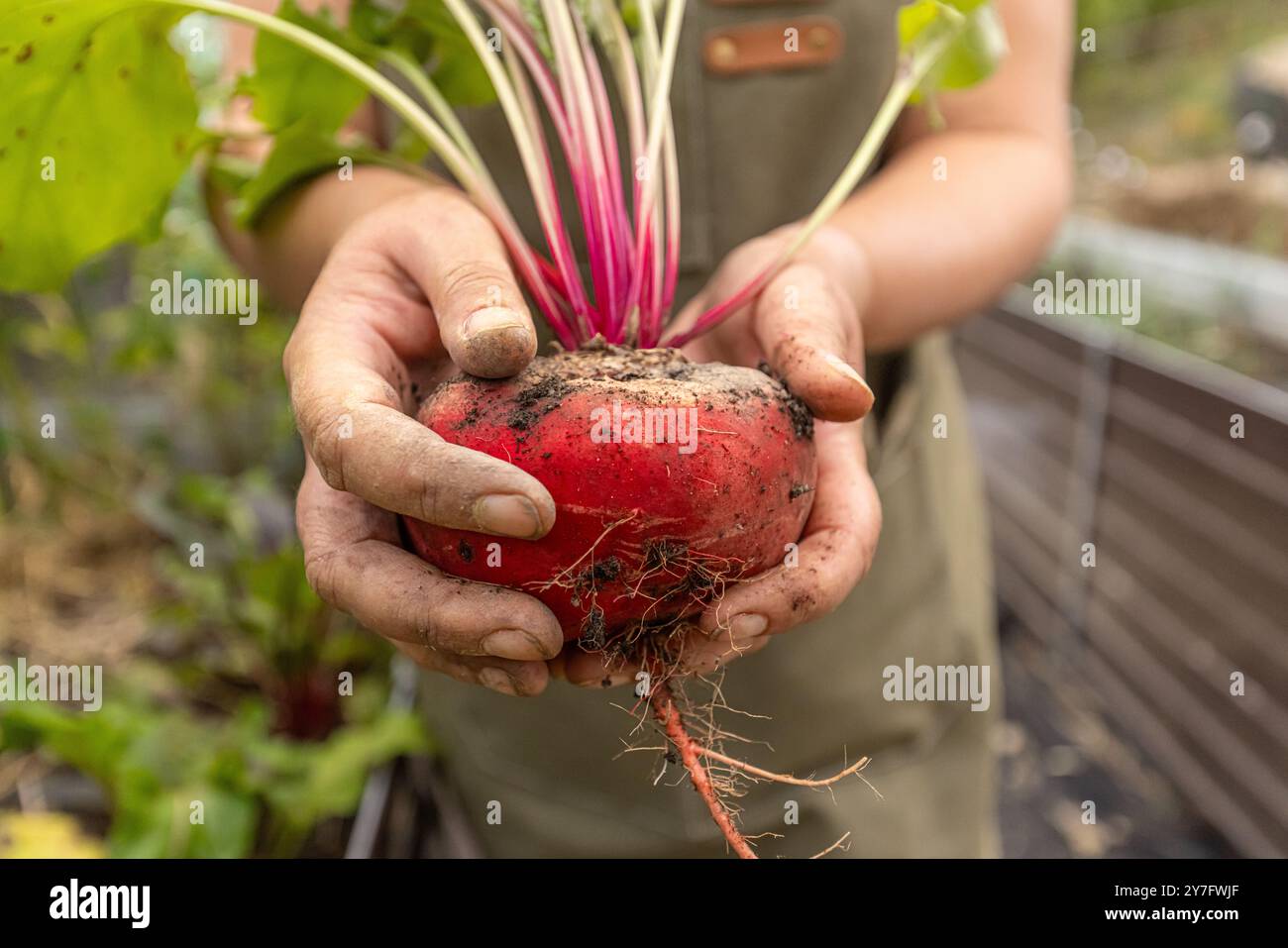 Landwirt, der frisch geerntete Rote Bete im Garten hält Stockfoto