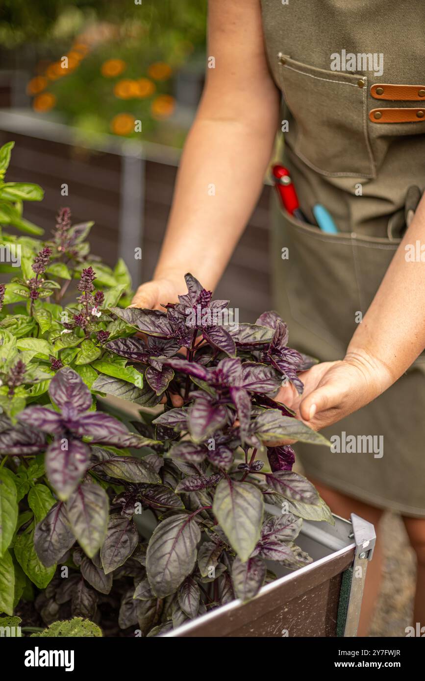 Der Gärtner hält eine violette Basilikumpflanze, die in einem erhöhten Gartenbeet wächst, und überprüft die Blätter auf gesundes Wachstum Stockfoto