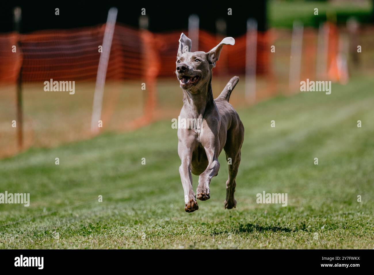Fröhliche und aufgeregte Weimaraner Running Lure Course Dog Sport Stockfoto