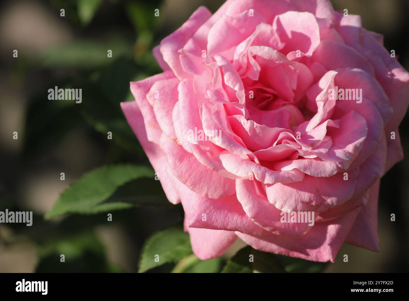 Sunny Pink Rose Aus Dem Garten Stockfoto
