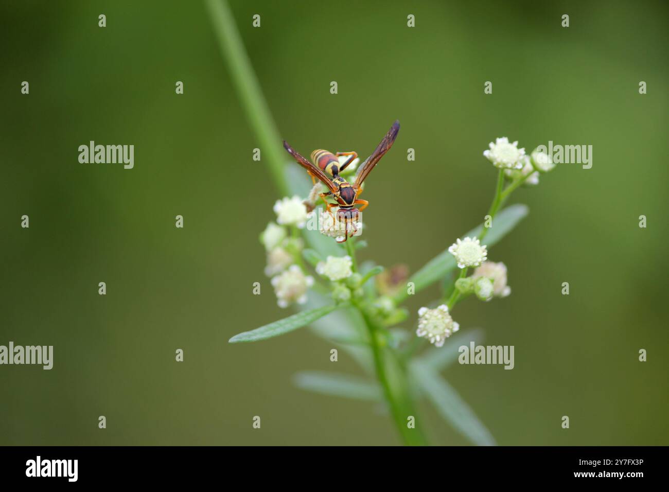 Rote und gelbe Wasp sammelt Pollen auf Einem weißen Flowwer Stockfoto