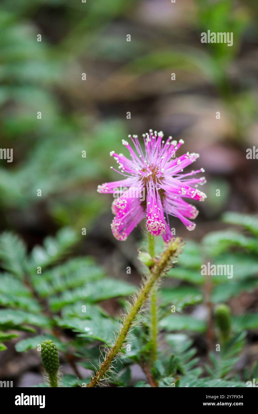 Pinke einzigartige weiße gepunktete Blüte mit Stachelstiel Stockfoto