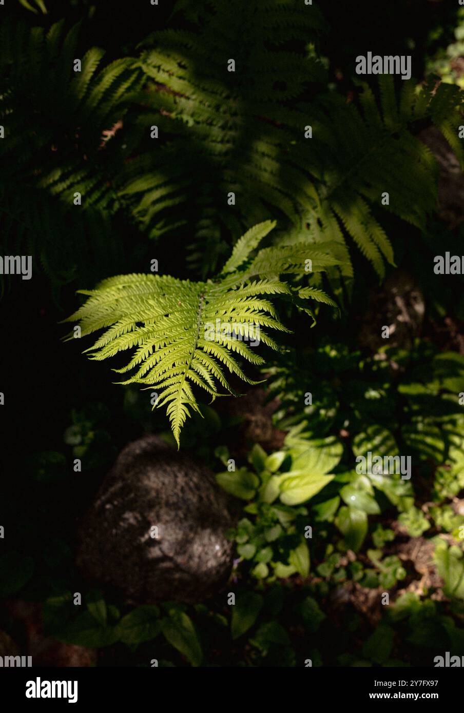 Grüner Frühlingsfarn im Sonnenlicht gegen dunkle Schatten Stockfoto