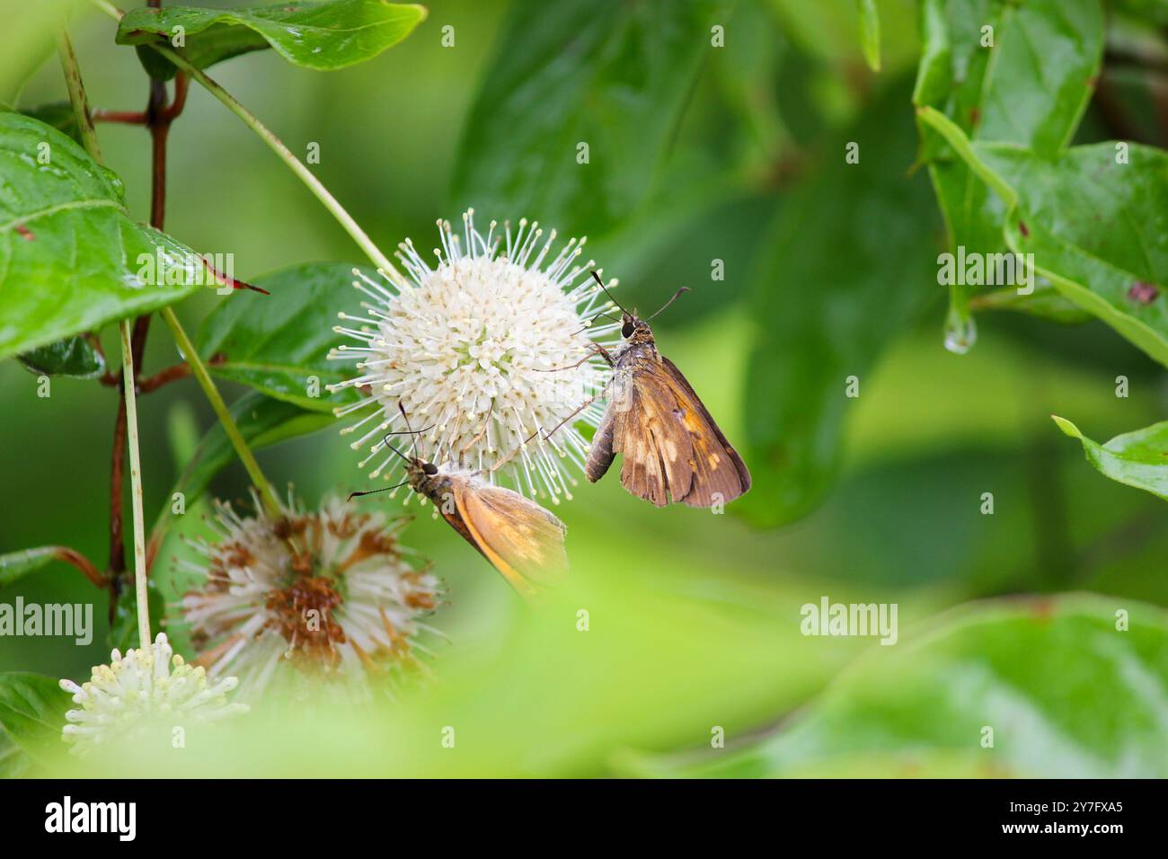 Braune Motten bestäuben auf einer flauschigen weißen Blume Stockfoto