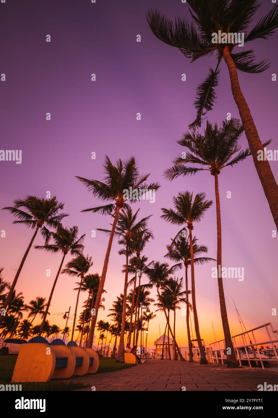 Palmen im Sonnenuntergang Yachthafen Coconut Grove miami florida Stockfoto