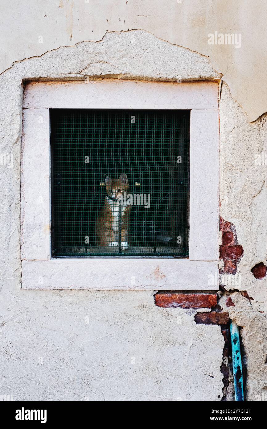Orangefarbene und weißhaarige Katze sitzt am Fenster in Venedig, Italien Stockfoto