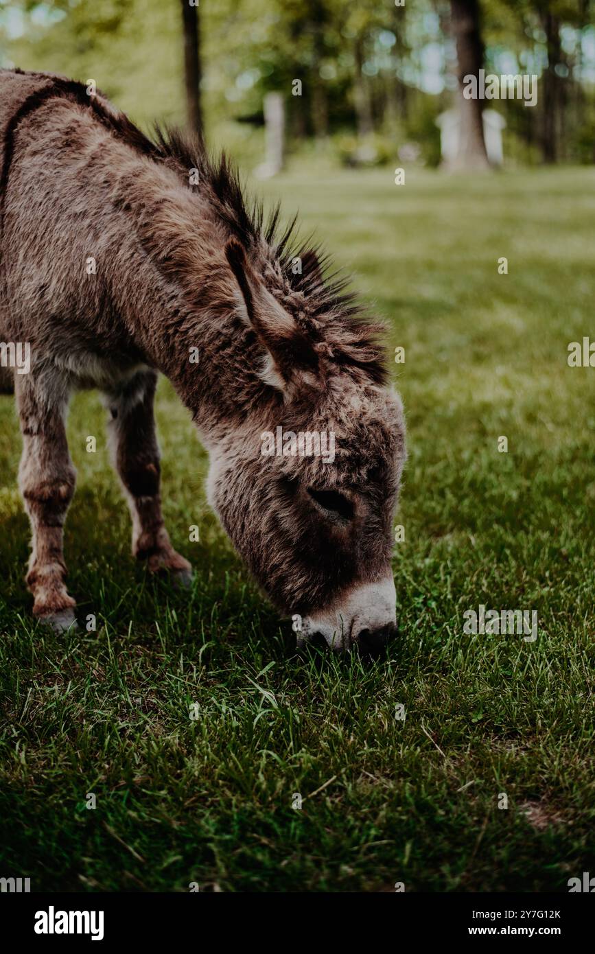 Brauner Esel mit zotteligen Haaren, der Gras auf dem Land isst Stockfoto