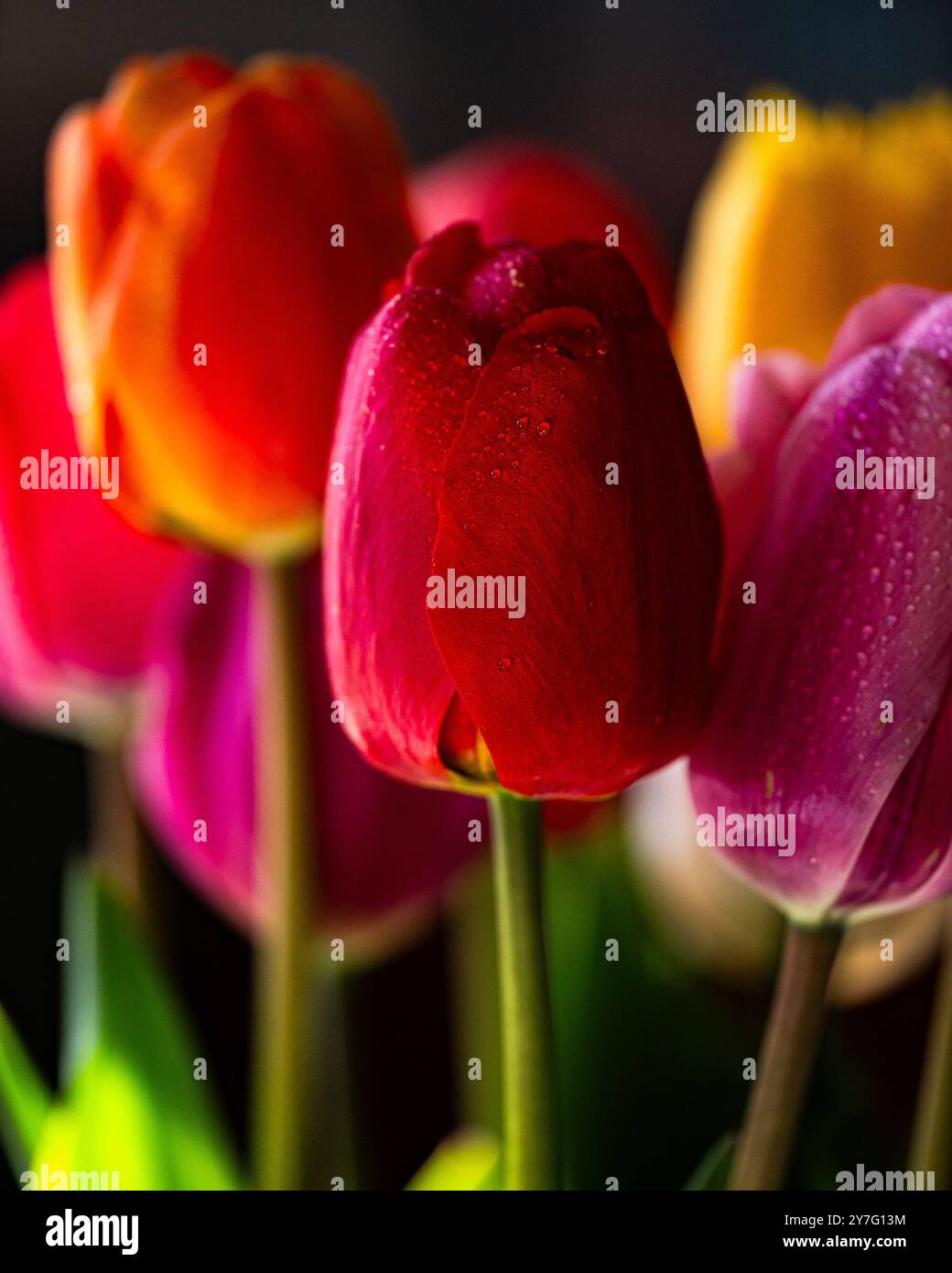 Wasser tropft auf einem bunten Blumenstrauß aus hellen Tulpen Stockfoto