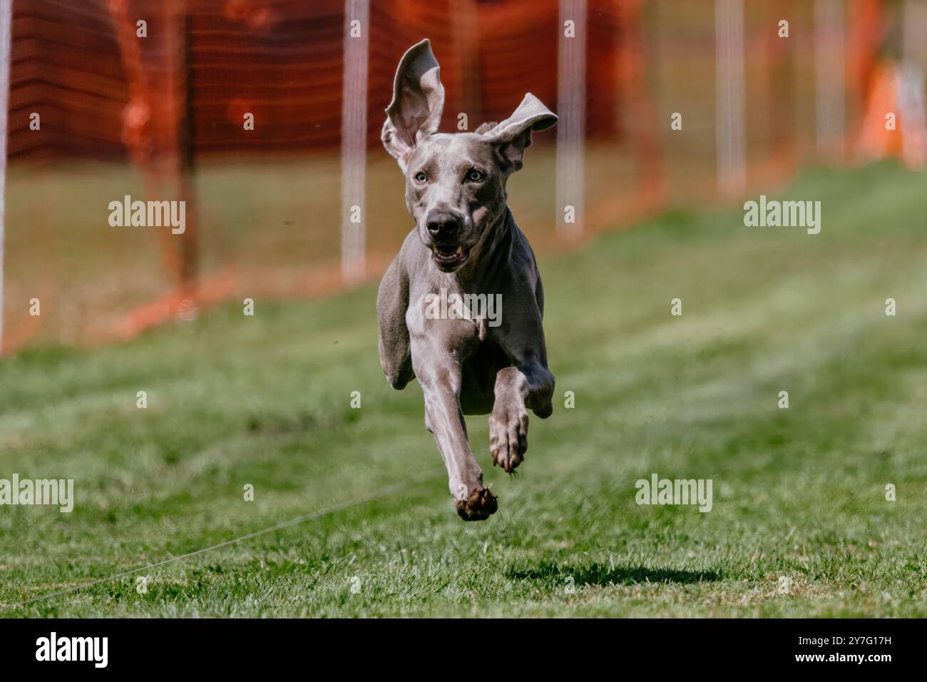 Fröhliche und aufgeregte Weimaraner Running Lure Course Dog Sport Stockfoto