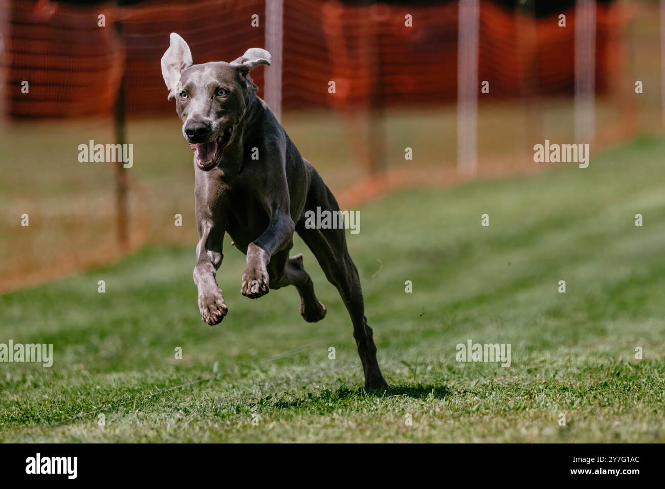 Fröhliche und aufgeregte Weimaraner Running Lure Course Dog Sport Stockfoto