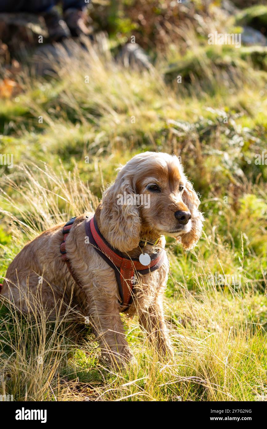 Ein Nahprofil eines Cocker Spaniel, der ein Körpergeschirr trägt Stockfoto