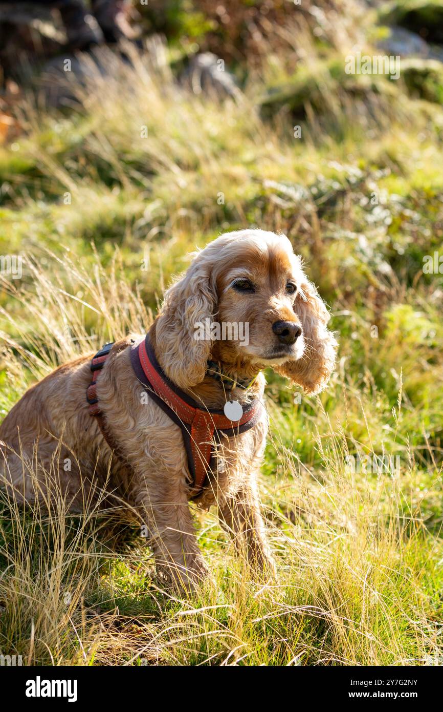 Ein Nahprofil eines Cocker Spaniel, der ein Körpergeschirr trägt Stockfoto