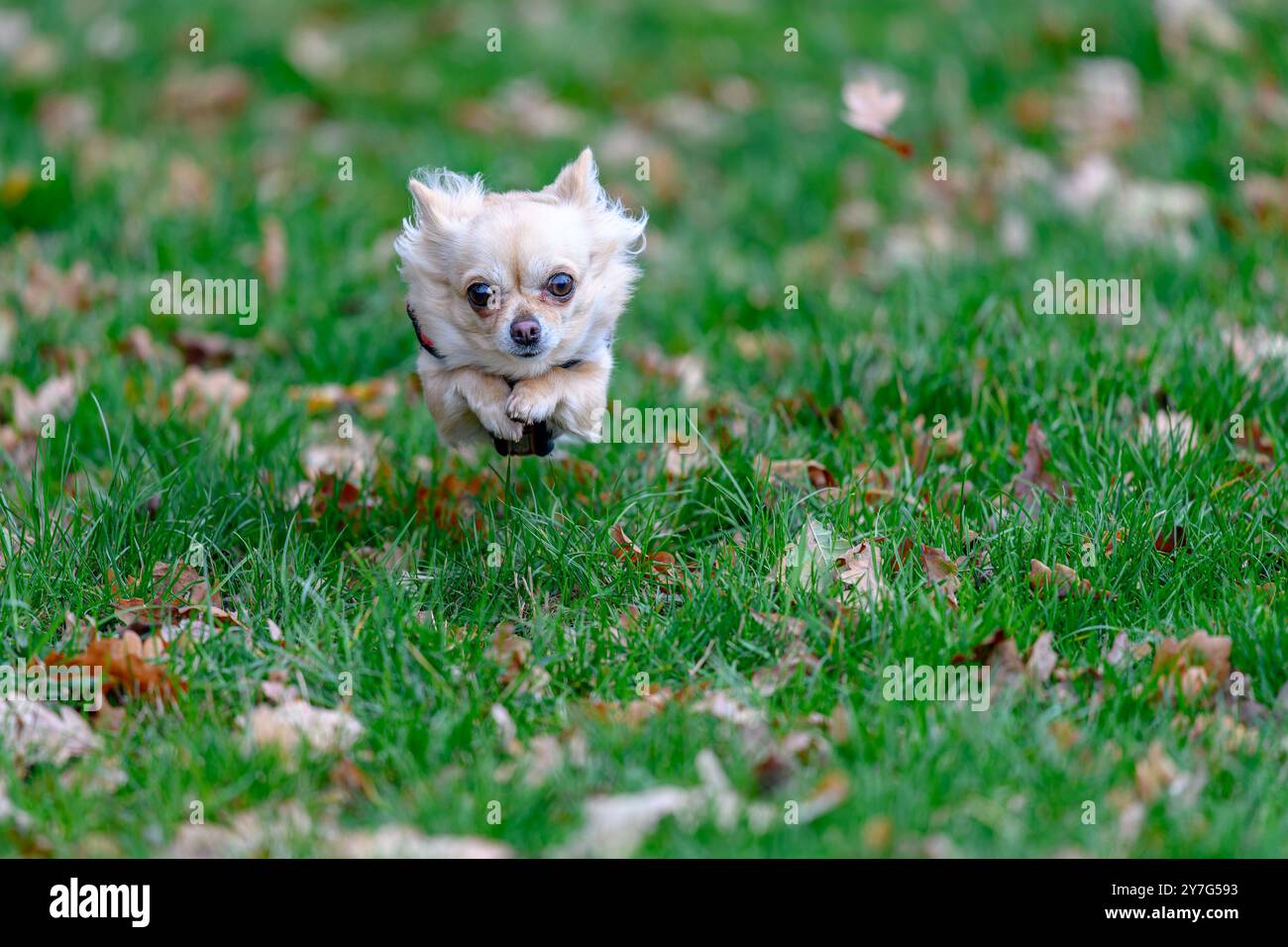 Ein Chihuahua wird in der Luft aufgenommen, während er direkt auf die Kamera zuläuft. Die Vorderansicht zeigt den Hund bei hoher Geschwindigkeit über grünem Gras ab Stockfoto