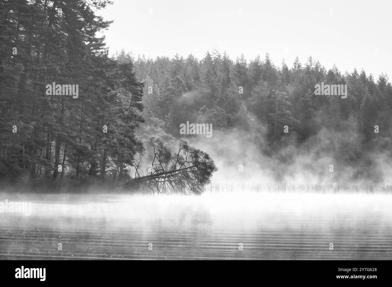 Nebelschäden über einem See in Schweden in Schwarz-weiß. Ein toter Baum ragt bei Sonnenaufgang ins Wasser. Skandinavische Natur Stockfoto