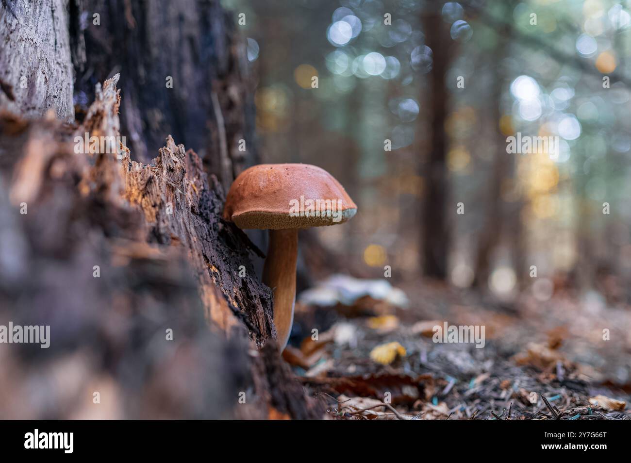 Eine detaillierte Nahaufnahme eines Pilzes, der in einem üppigen Wald wächst. Der Hintergrund zeigt einen Bokeh-Effekt der Lichter, der die natürliche Schönheit von Th unterstreicht Stockfoto