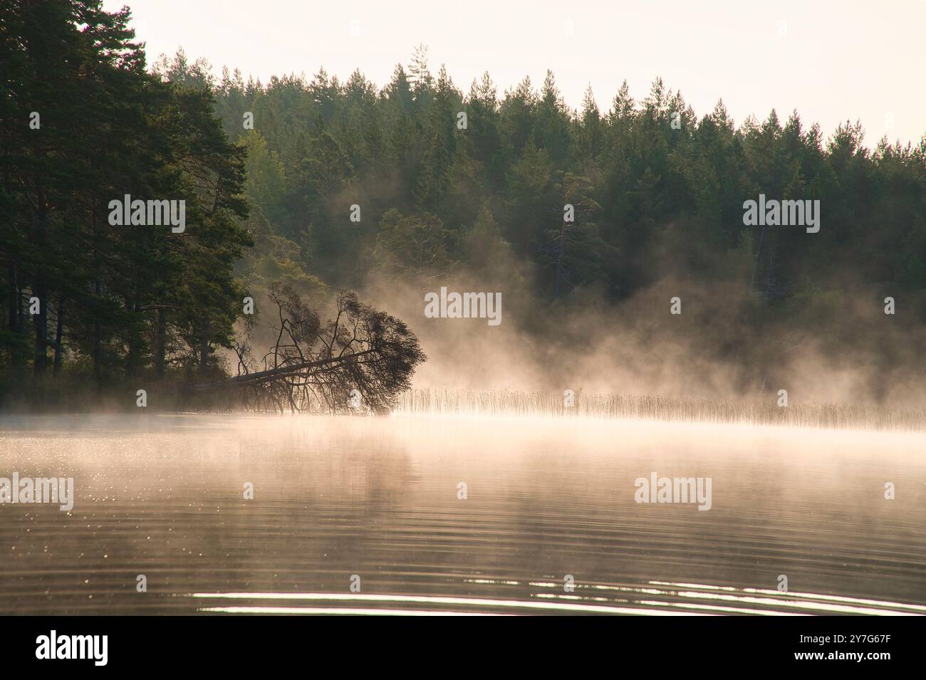 Nebelschäden über einem See in Schweden. Ein toter Baum ragt bei Sonnenaufgang ins Wasser. Skandinavische Natur Stockfoto