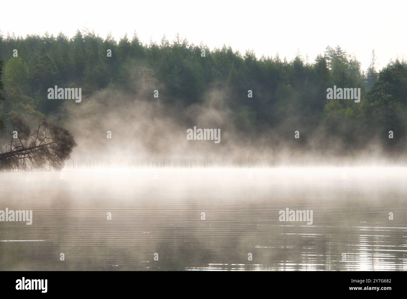 Nebelschäden über einem See in Schweden. Ein toter Baum ragt bei Sonnenaufgang ins Wasser. Skandinavische Natur Stockfoto